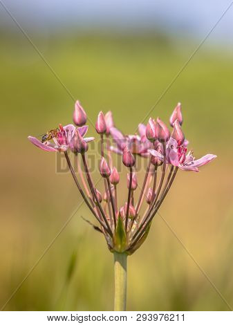 Flowering Rush (butomus Umbellatus) Close Up Of Flower With Bee Insect Eating Nectar