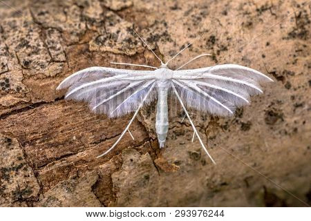 White Plume Moth (pterophorus Pentadactyla) Butterfly. Insect Resting On Wood.