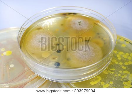 Colonies Of Different Bacteria And Molds