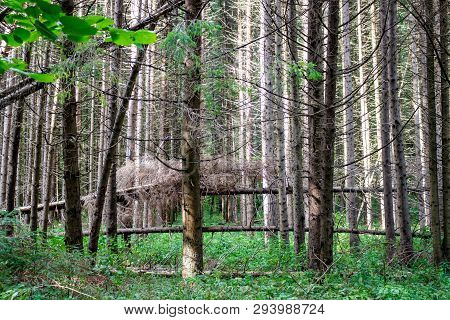 Windfall In The Spruce Forest, Fallen Firs
