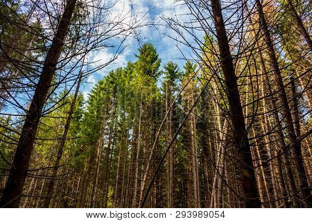 Windfall In The Spruce Forest, Fallen Firs