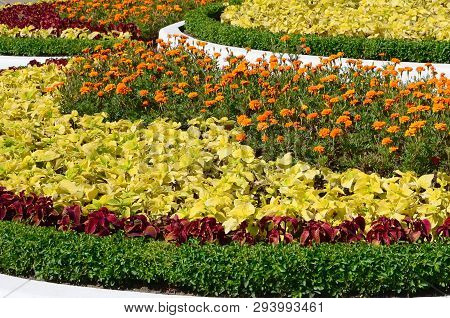 Coleus Flowerpot. Beautiful Perspective Of Natural Coleus Plant Leaves