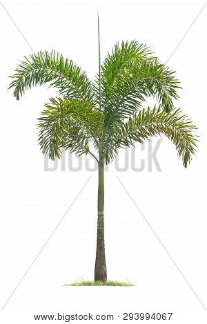 Isolated Big Palm Tree On White Background.large Palm Trees Database Botanical Garden Organization E