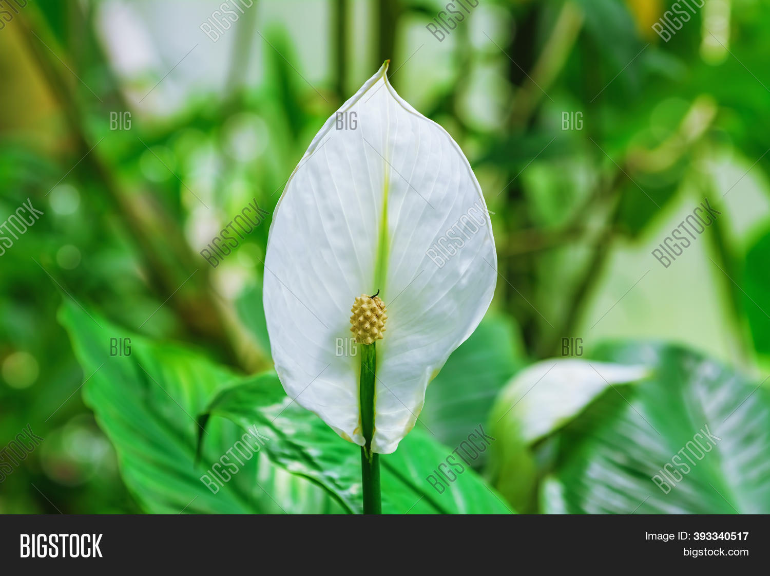 Spathiphyllum Peace Image Photo Free Trial Bigstock