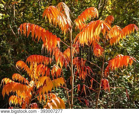 Autumn Bright Orange-red Leaves In Abruzzo Mountains In Italy