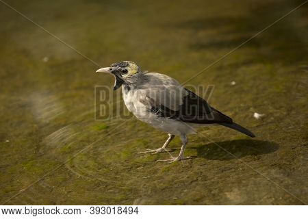 The Wattled Starling (creatophora Cinerea) In Zoo.