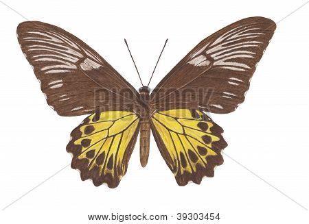 Malayca-Birdwing-f
