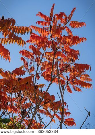 Autumn Bright Orange-red Leaves In Abruzzo Mountains In Italy