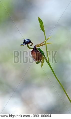 Flower Of The Australian Native Large Duck Orchid, Caleana Major, Family Orchidaceae. Found In Woodl