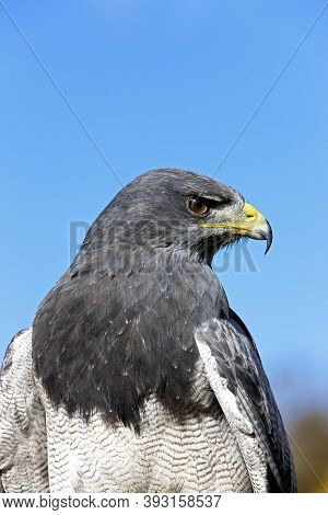 Black-chested Buzzard-eagle Geranoaetus Melanoleucus, Adult Black-chested Buzzard-eagle Geranoaetus 