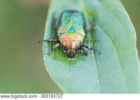 Jacket Of Roses Or Greenery Of Roses (cetonia Aurata) On A Green Leaf Close-up