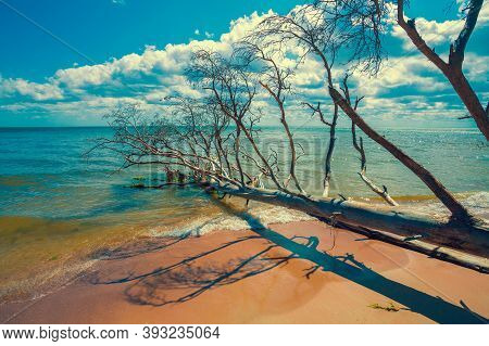 Wild Desert Beach With Fallen Dead Trees. Cape Kolka, Latvia