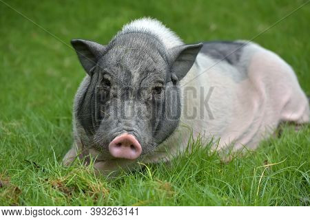 White And Gray Pig