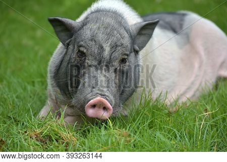 White And Gray Pig