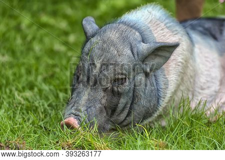 White And Gray Pig