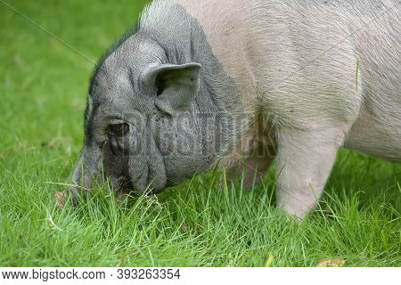 White And Gray Pig