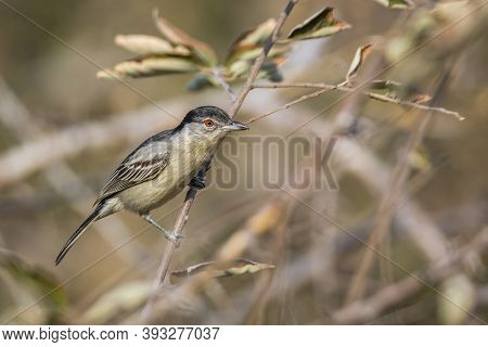 Black Backed Puffback Juvenile Standing On A Branch In Kruger National Park, South Africa ; Specie D