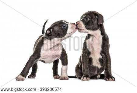 Two Young puppies American Bully sniffing each other to getting to know