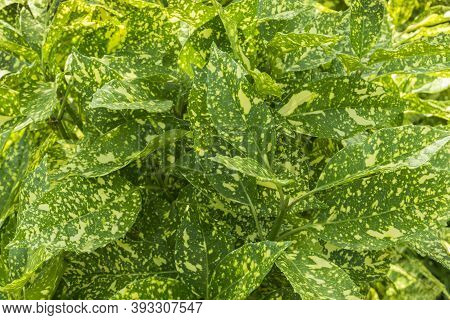 Background Of Large Spotted Aucuba Leaves With A Variety Of Flowers