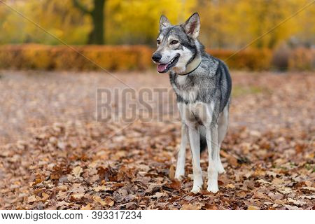 Gray Wolf Dog Of Saarlos, In The Park On The Grass In Autumn. Copy Space