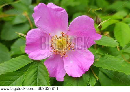Pink Bright Rosehip Flower On A Background Of Green Leaves. Botanical Eco Friendly Wallpaper And Bac
