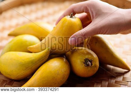 Eggfruit Or Canistel Holding By Hand, Thai Fruit, In Thai Names Such As Xiantao, Lamut Khamen Or Mon
