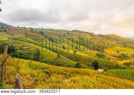 Landscape Of Rice Terraces On Mountain At Ban Pa Pong Piang, Doi Din Thanon, Chiang Mai, Thailand
