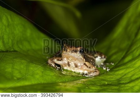 Poison Dart Frog Colostethus Infraguttatus, Adult Standing On Leaf, Ecuador