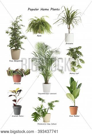 Set Of Popular House Plants On White Background