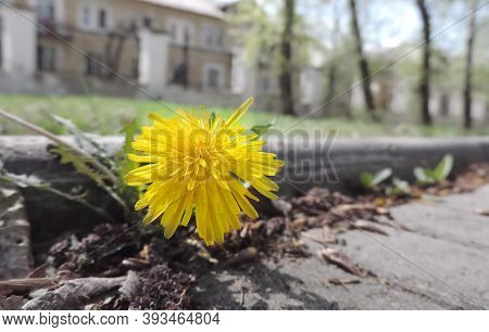 Yellow Dandelions  (taráxacum) On A Gray Concrete Road