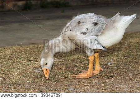 Duck Eating Grass On Ground In Garden