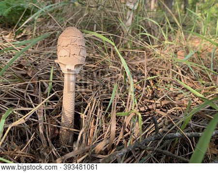 Toadstool Mushroom In The Autumn Deciduous Forest. Dangerous Mushrooms Among The Leaves In The Park.