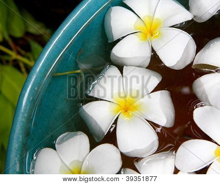 Plumeria In un bacino di Celadon