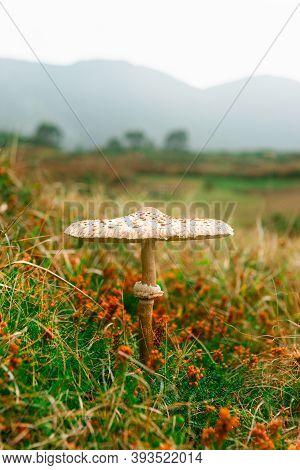Macrolepiota Procera. Lepiota Procera Mushroom Growing In Grass. Beauty With Long Slim Leg With Slid
