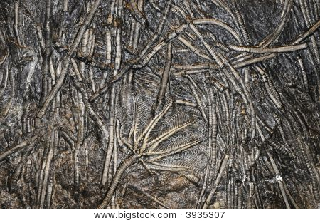consistenza del fossile