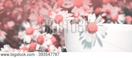Herbal Tea With Fresh Chamomile Flowers