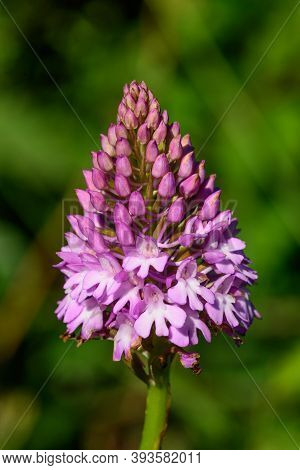 Pyramid Orchid (anacamptis Pyramidalis)