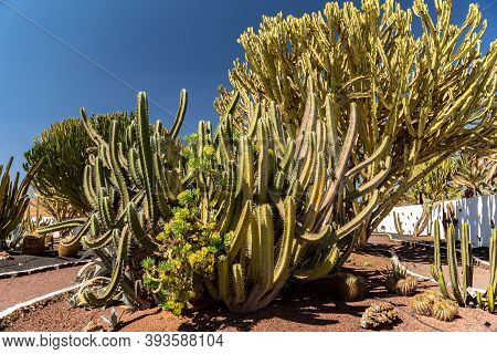 Antigua, Fuerteventura, Spain : 2020 October 4 : Cactus In The Garden Of The Museo Del Queso Majorer