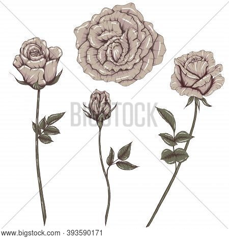 Lovely Dusty Roses Illustration, Rustic Roses Weding Design Elements