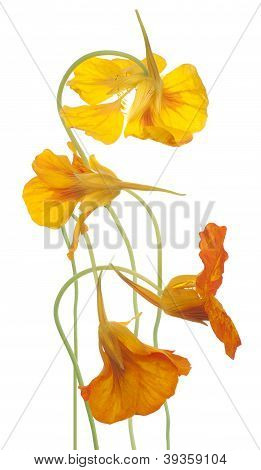 Nasturtium