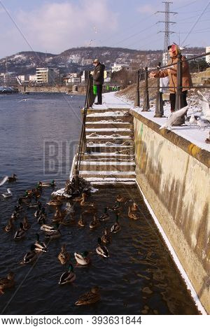 Cluj-napoca, Romania - January 15, 2019: People Feeding Ducks On Somes River In Winter. Woman Feedin
