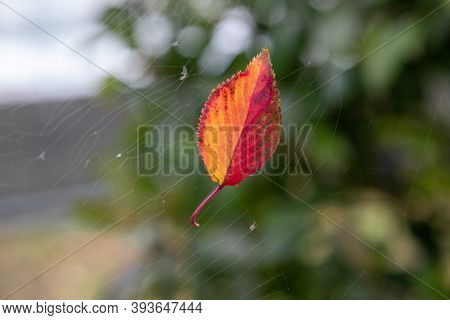 Sakura Leaves That Have Fallen And Attached To A Spider's Web.