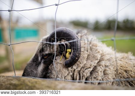 Lateral View Of A Horned Black And White Sheep Behind A Square Knot Fence