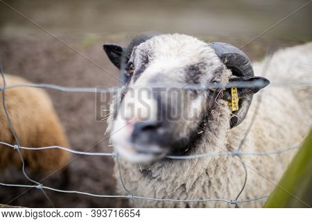 Horned Black And White Sheep Sticking Its Snout Out Of A Square Knot Fence