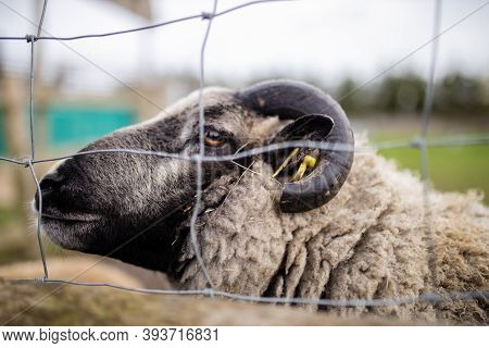 Lateral View Of A Horned Black And White Sheep Behind A Square Knot Fence