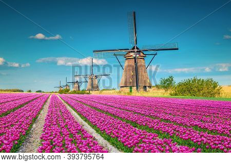 Beautiful Travel And Touristic Destination. Fantastic Colorful Tulip Fields With Old Dutch Windmills