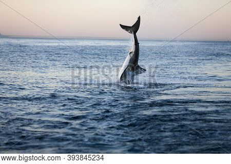 Great White Shark, Carcharodon Carcharias, Adult Breaching, False Bay In South Africa