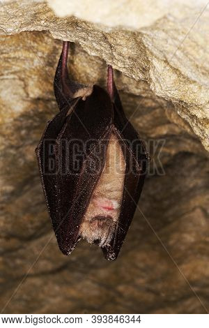 Greater Horsehoe Bat, Rhinolophus Ferrumequinum, Adult Hibernating In A Cave, Normandy