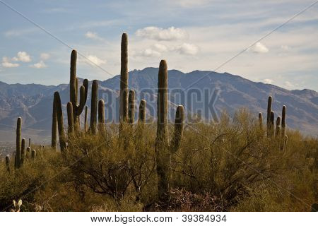 Sagurao monumento nacional Tucson, AZ
