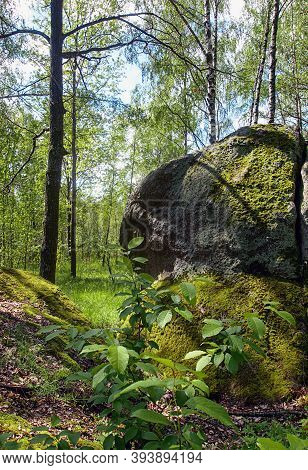 Beautiful Nature With Big Stone In Birch Forest With Cover Of Soft Green Moss In Sunny Summer Day.